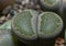 Mesembs (Lithops salicola) South African plant from Namibia