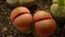 Mesembs Lithops sp. is a species of Lithops found in South Africa