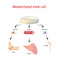 Mesenchymal stem cells are multipotent stromal cells