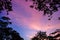 Mesmerising, beautiful and colorful twilight. Bird, tree and half moon