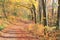 Mesmerising shot of an autumn forest with a narrow footpath covered with colorful leaves