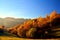 Mesmerising shot of a forest with trees on an autumn day under the cle sky