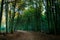 Mesmerising shot of a thick forest with a narrow footpath