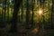 Mesmerising shot of a thick forest in sunshine