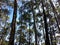 A mesmerising view of long trees reaching up the blue sky