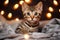 Mesmerizing Bengal Kitten Basks in Bed with Dazzling Lights - Don\\\'t Miss This Adorable Moment!