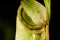 Mesmerizing close-up of the green hooded pitcher plant (Nepenthes spp.)