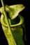 Mesmerizing close-up of the green hooded pitcher plant (Nepenthes spp.)