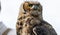 Mesmerizing closeup of a brown owl with big round eyes