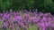 Mesmerizing dance of butterflies and bees in a lavender field