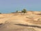 Mesmerizing desert landscape with dunes and several green trees under a clear blue sky