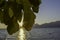 Mesmerizing detail of sun rays filtering through a fig leaf at sunset on Lake Garda, Italy