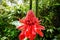 Mesmerizing Etlingera flower with lush red petals in a forest