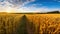 Mesmerizing Morning Panorama of a Vast Wheat Field. Generative AI