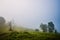 Mesmerizing mystical landscape of a forest covered in thick fog