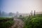 Mesmerizing mystical landscape of a forest covered in thick fog