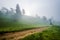 Mesmerizing mystical landscape of a forest covered in thick fog