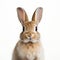 Mesmerizing Optical Illusion: Brown Bunny Captured In Danish Design