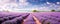mesmerizing panoramic shot of a vast lavender field in full bloom, with rows of purple flowers stretching to the horizon panorama