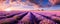 mesmerizing panoramic shot of a vast lavender field in full bloom, with rows of purple flowers stretching to the horizon panorama