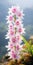 Mesmerizing Pink Orchid Growing Over Mountain Top In Edo-period Japan