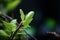 The mesmerizing process of life unfolding showcased in a close up of a vibrant green leaf., environmental images