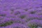 Mesmerizing scenery of field with rows of flowering lavender
