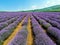 Mesmerizing scenery of field with rows of flowering lavender