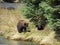 Mesmerizing shot of an adorable brown bear in the forest