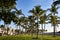 Mesmerizing shot of beautiful palm trees in a tropical resort