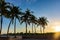 Mesmerizing shot of beautiful palm trees in a tropical resort