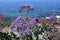 Mesmerizing shot of a beautiful seascape with purple wildflowers on the foreground