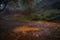 A mesmerizing shot of beautiful trees in autumn in Gran Canaria