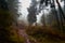 Mesmerizing shot of beautiful trees in autumn in Gran Canaria, Canary Islands