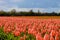 Mesmerizing shot of a beautiful tulip field - perfect for background