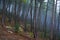 Mesmerizing shot of long and thin trees on a hill in foggy weather