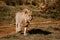 Mesmerizing shot of a powerful lion standing on the grass and looking forward