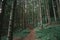 Mesmerizing shot of a thick forest with tall trees and a narrow footpath - perfect for background