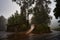 A mesmerizing shot of trees with an asphalt road in autumn in Gran Canaria