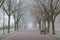 Mesmerizing shot of a walkway with benches lined with trees in a foggy weather