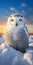 Mesmerizing Snowy Owl Portrait In Bold Chromaticity