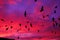 Mesmerizing Spectacle of Majestic Birds Gracefully Soaring in the Vibrant Evening Sky