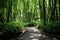 Mesmerizing stroll along a serene path through a lush and majestic bamboo forest