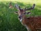 Mesmerizing view of adorable deer in a green field