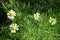 Mesmerizing view of beautiful oxeye daisies blooming in the field