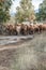 Mesmerizing view of cow herd walking through the narrow rural road