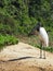 Mesmerizing view of a jabiru black-necked stork bird