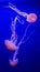 Mesmerizing view of the jellyfish swimming in the aquarium in Valencia, Spain