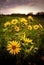 Mesmerizing view of Prairie Dock wildflowers in the fields in Missouri during sunset