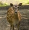 Mesopotamian, Fallow Deer Dama dama mesopotamica